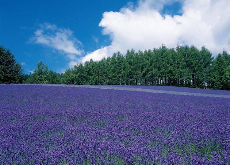 The Traditional Lavender Field has been carefully protected since the founding of Farm Tomita. The view of Furano Basin from the top of the hill is amazing. Best viewing season is earl to mid-July.