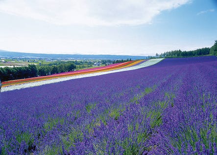 Visiting Farm Tomita: The Breathtaking Hokkaido Lavender Fields You Must  See in Summer | LIVE JAPAN travel guide