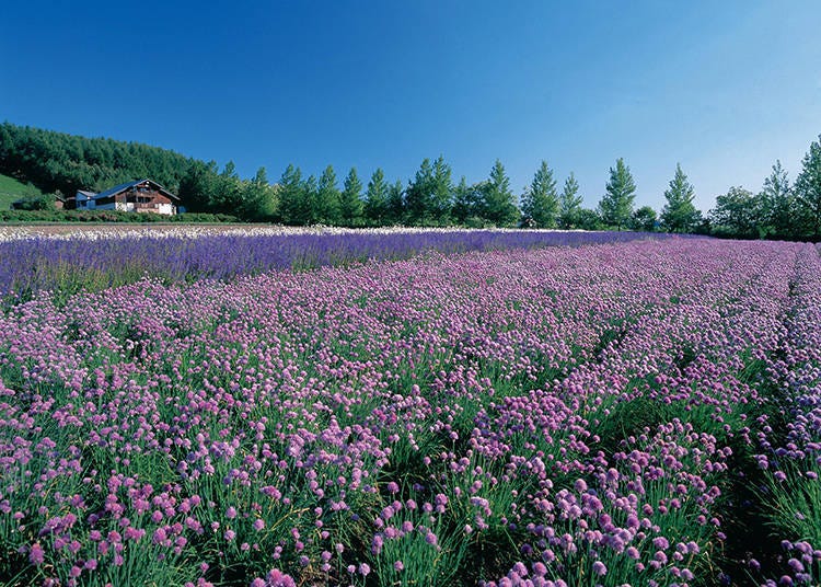 Cute flowers such as poppy and lupine are grown in Spring Field. The best viewing season is early to mid-June