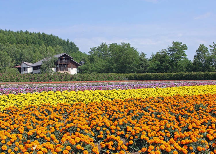Various colorful flowers such as marigold are grown at Autumn Field. Best viewing season early July to late September