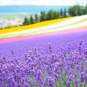 Hokkaido Furano Day Tour｜Rainbow Flower Field at Farm Tomita & Biei Shikisai Hill & Platinum Blue Pond & Forest Elf Terrace｜Departure from Sapporo