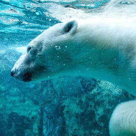 Asahiyama Zoo & Shirogane Blue Pond & Farm Tomita Tour from Sapporo