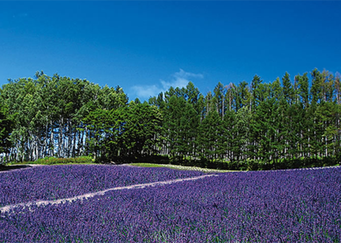 北海道 富良野のラベンダー時期は 人気の ファーム富田 花畑を徹底紹介 Live Japan 日本の旅行 観光 体験ガイド