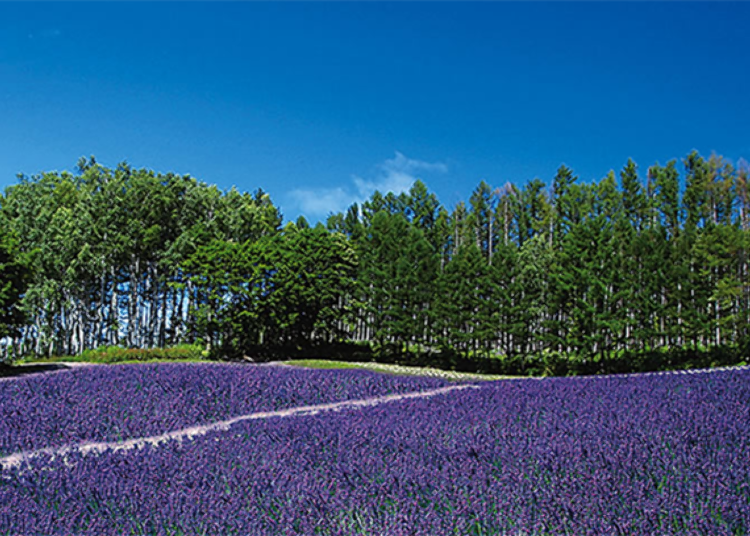 2개의 다른 품종의 라벤더의 조화를 즐길 수 있는 숲 라벤더 밭이다. 시즌은 7월 초에서 중순