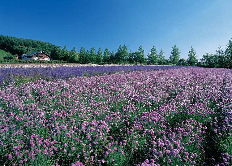 種植著罌粟及魯冰花的春之彩色花田，賞花期在6月上旬到6月中旬。