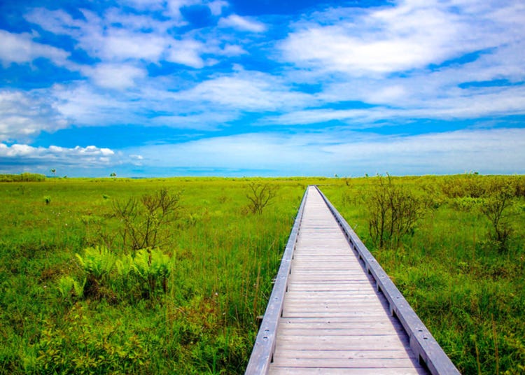 Kushiro Shitsugen National Park: Complete Guide to Japan's Stunning Wetlands