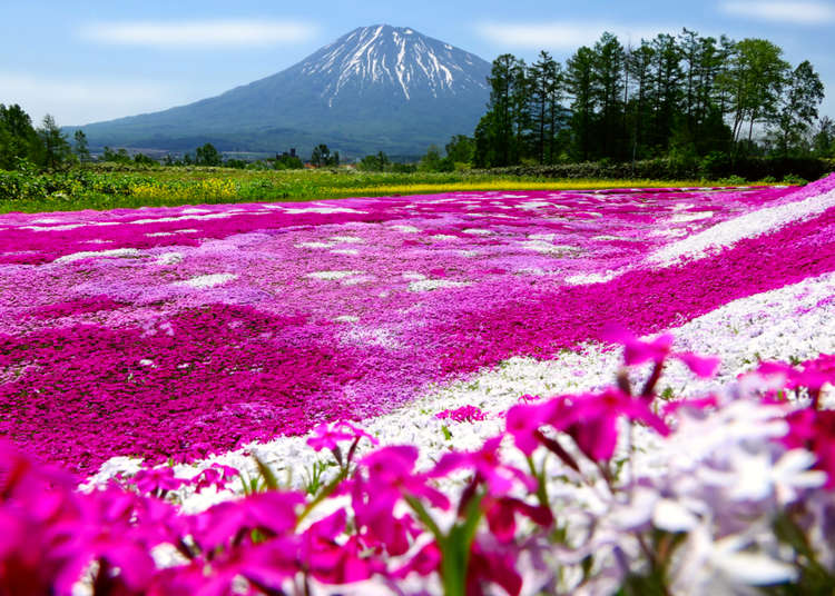 6 Most Scenic Spots Around Mount Yotei, Hokkaido: Gorgeous Sunflowers & More!