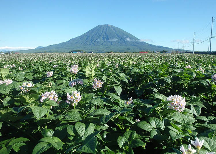 The Kutchan Town Potato Fields spread out against the backdrop of the mountain are a familiar sight in early summer