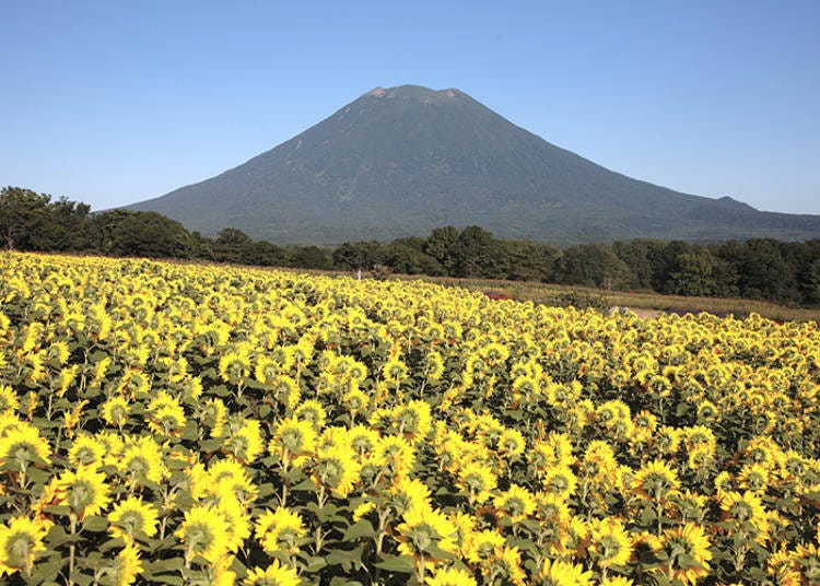 Summer sights in the Niseko area, Higashiyama Hana no Oka