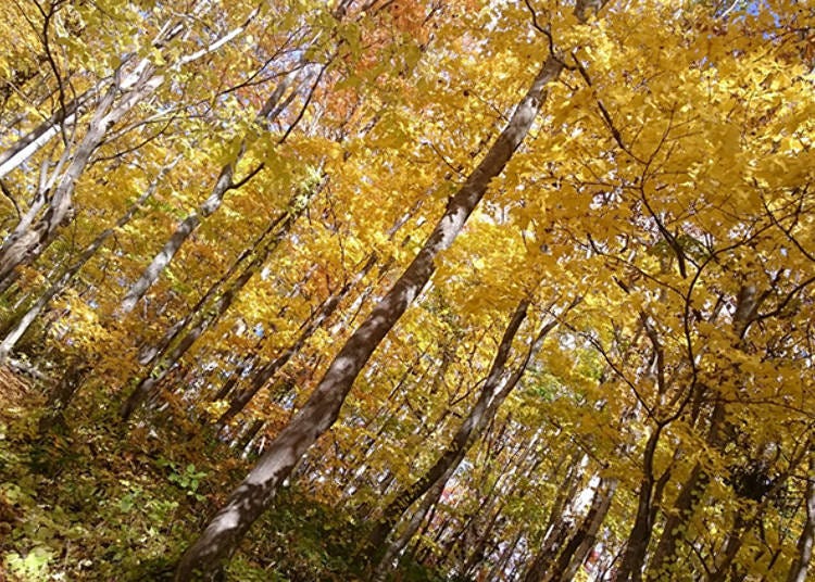 5. Mount Yotei's Mizu no Teien (Water Garden): Don’t miss the autumn leaves!
