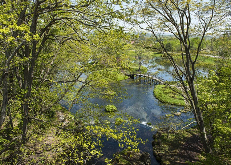 View from the suspension bridge in the park. Even from this high up, the water is so clear you can see the bottom of the spring