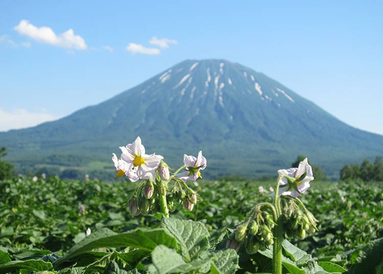 饱览新雪谷代表景点－虾夷富士「羊蹄山」雄伟翠绿的身姿
【羊蹄山绝景１】７月初的风物诗－羊蹄山与马铃薯田