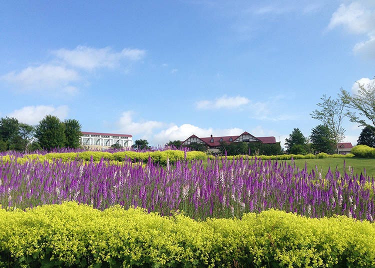 姫金鱼草的花期是6月下旬到7月中旬，之后则是紫阳花、百合、玫瑰等花卉百花齐放争奇斗艳