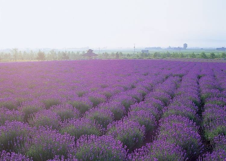 Sakiwai Field located in the center of the farm. You can purchase the lavender Soft Cream at shops around the flower fields