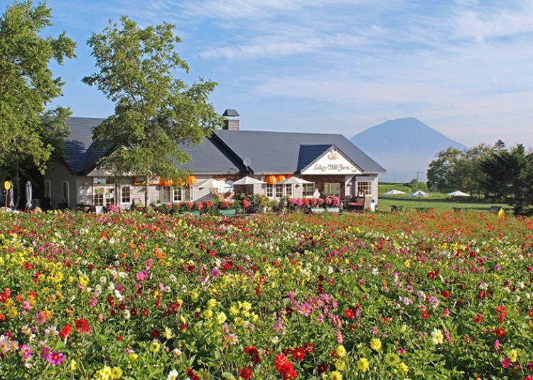 They also have a colorful flower garden. Behind the ranch they have an area to interact with sheep and rabbits.