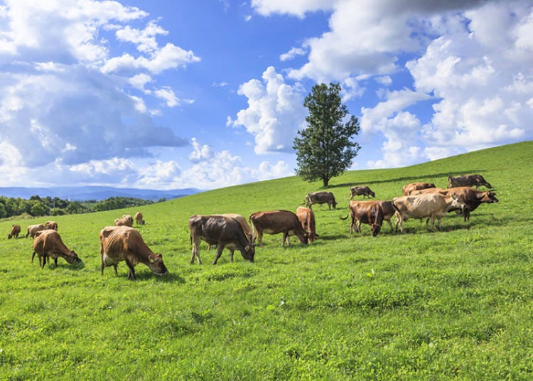 How about a delicious soft-serve ice cream at the farm with the refreshing breeze blowing