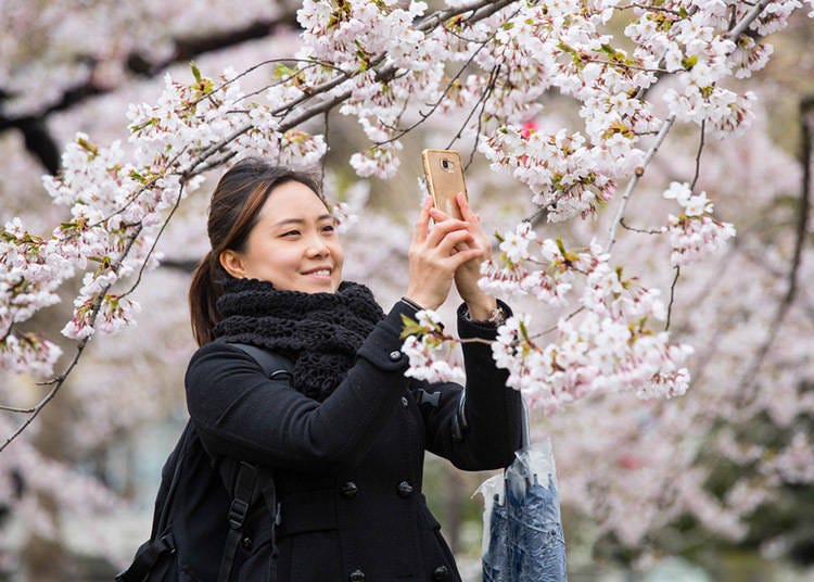 [홋카이도의 봄(3～5월)]
3월은 영하인 날도 있다. 도쿄에서는 4월에 피는 사쿠라도 홋카이도에서는 5월!