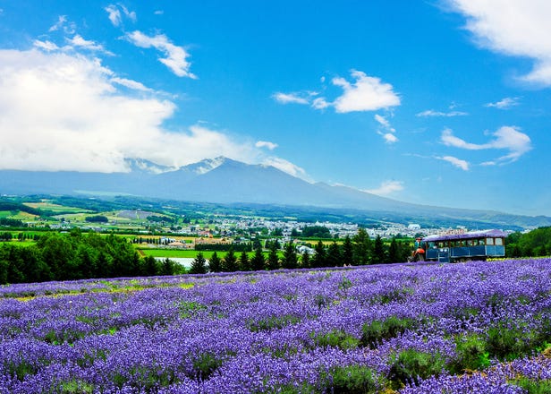 Hokkaido Travel Guide: Everything You Need to Know Before You Go (Transportation, Food, Souvenirs & Hidden Gems)