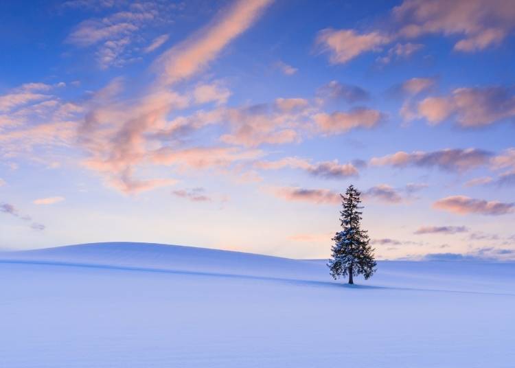 Winter in Biei (Photo: PIXTA)