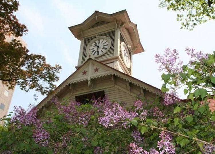 In May the lilacs are in bloom. They can be used to beautifully frame the clock tower!