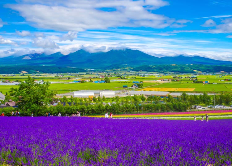 Stay in Asahikawa and Furano: Fields of Lavender and Boundless Nature