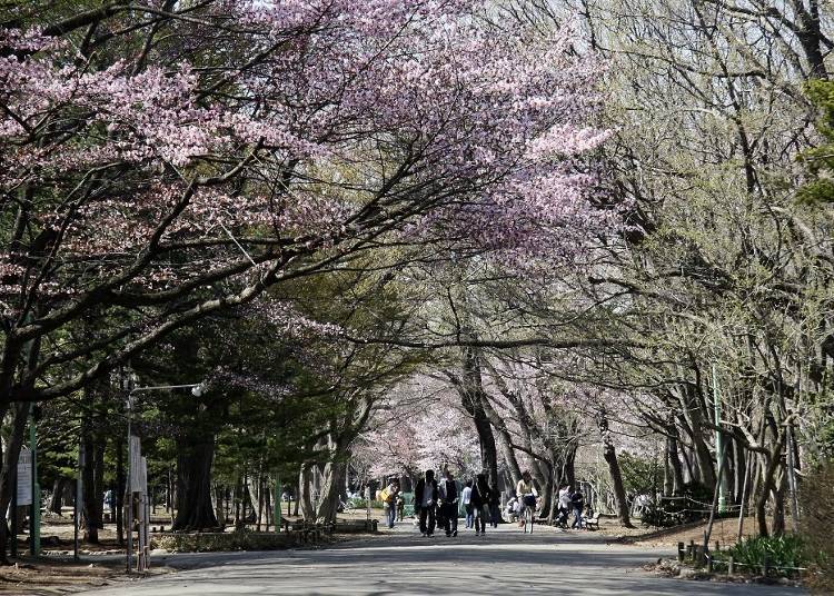 The blooming cherry blossoms at Maruyama Park.