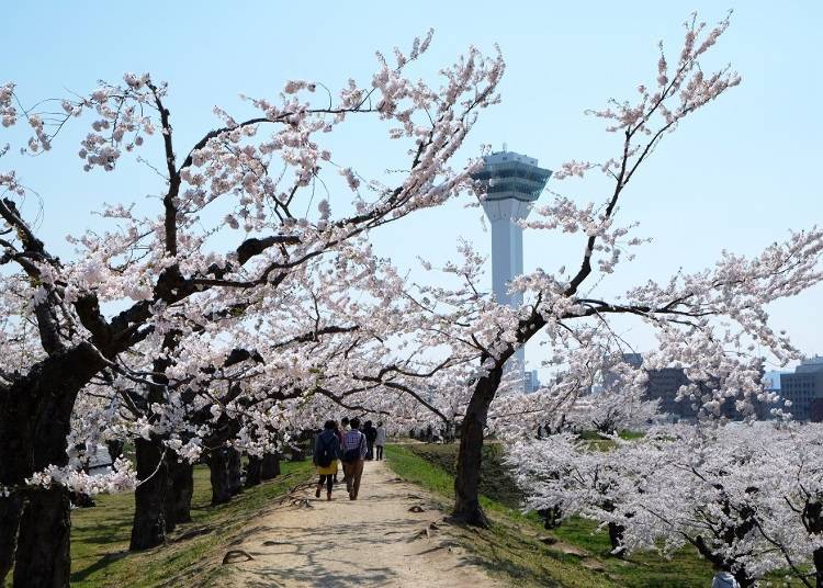 日本北海道著名的賞櫻景點「五稜郭」