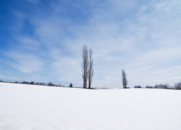 北海道的冬天 12月～3月天氣、氣溫