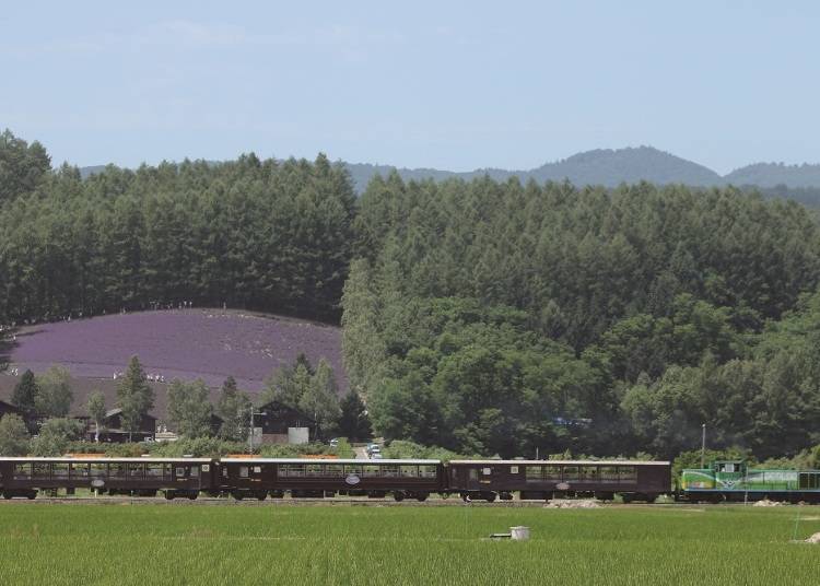 Furano/Biei Norokko Train: Feel the wind within the lavender fields! (Seasonal Railway)
