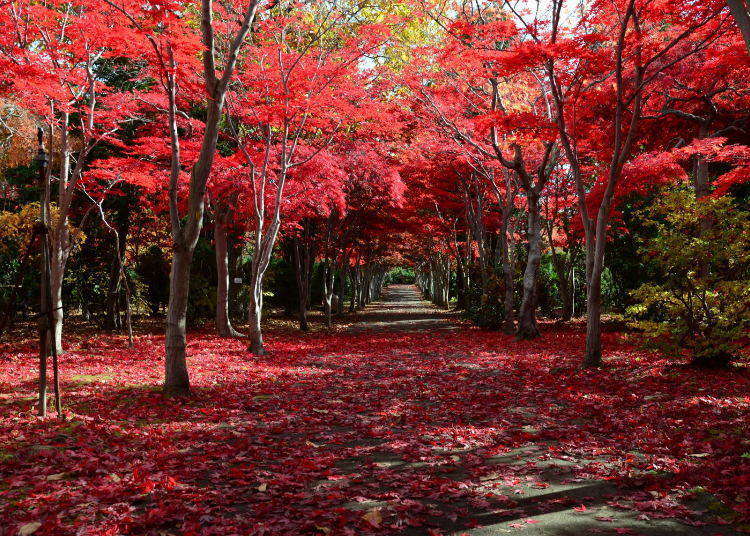 北海道の秋を彩る紅葉ガイド 人気スポットは ベストシーズンは Live Japan 日本の旅行 観光 体験ガイド