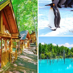 (From Sapporo) Asahiyama Zoo + Seasonal Itinerary + Forest Fairy Terrace One-Day Tour
Details & Bookings ▶
(Photo: Klook)