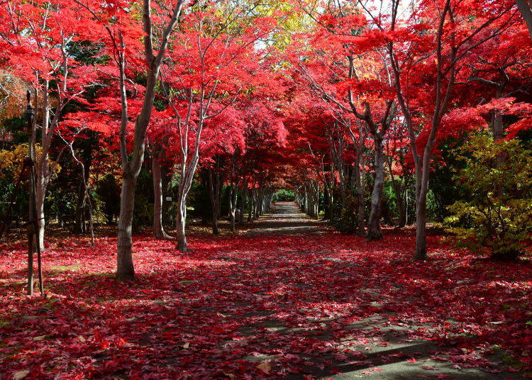 ノムラモミジの赤いトンネルが現れる「平岡樹芸センター」