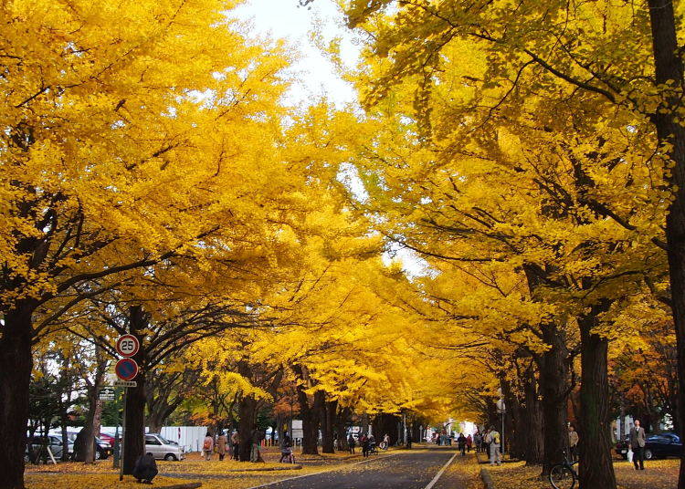 北大キャンパス内にできる黄色いアーチ「北海道大学イチョウ並木」