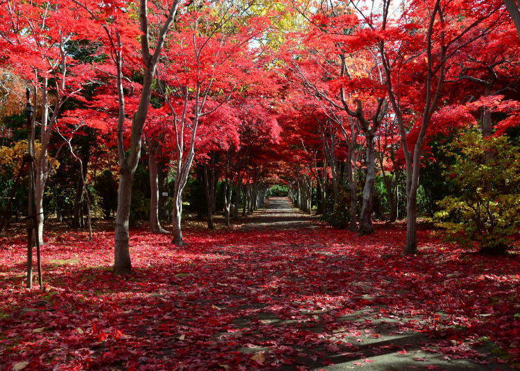 北海道賞楓景點⑥「平岡樹藝中心」野村紅葉的豔紅隧道！
