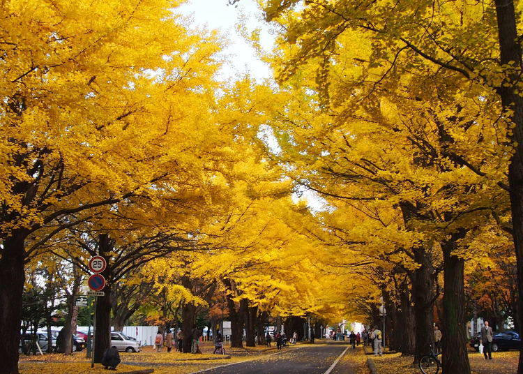 北海道賞楓景點⑦「北海道大學」校園內的黃色大道
