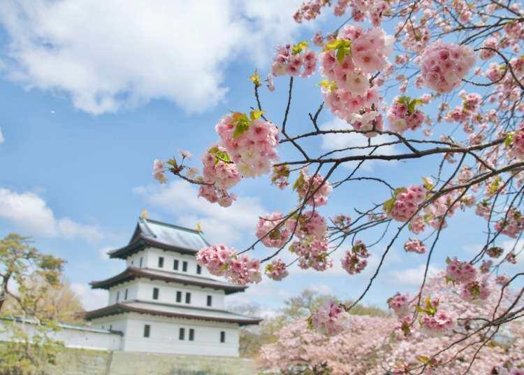 2022年北海道賞櫻景點12選！5月繼續賞櫻花～