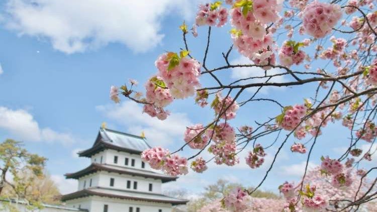 【2024年版】北海道の桜の名所12選！道南～道東まで幅広く紹介