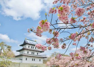 Sakura Blossoms 10 Types Of Japanese Cherry Trees You Ll Fall In