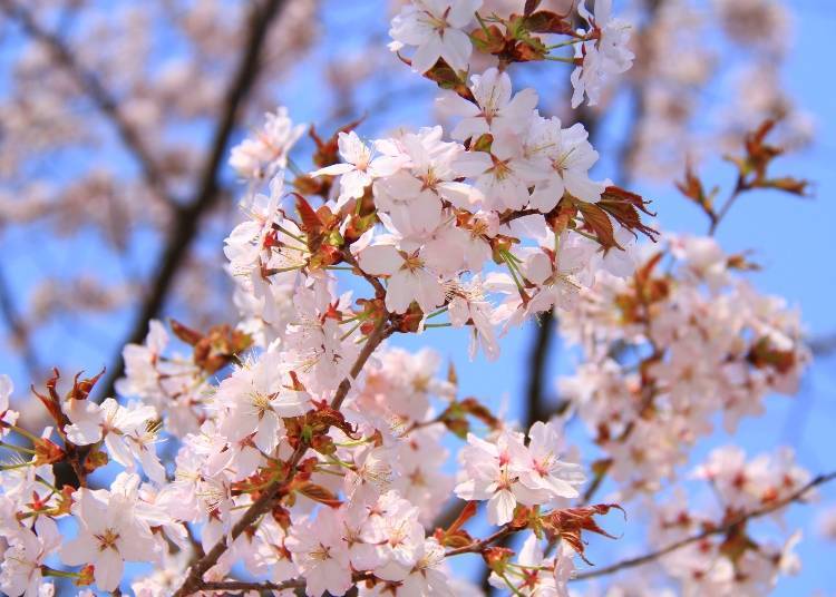 Ezo-yamazakura: The most common variety of cherry blossoms in Hokkaido