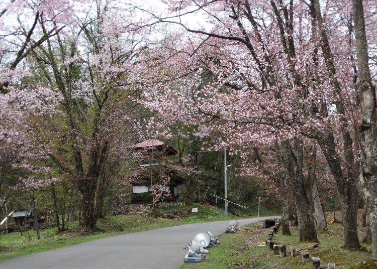 11. Asahiyama Park: The 3,500 Ezo-yamazakura cherry trees are a sight to behold!