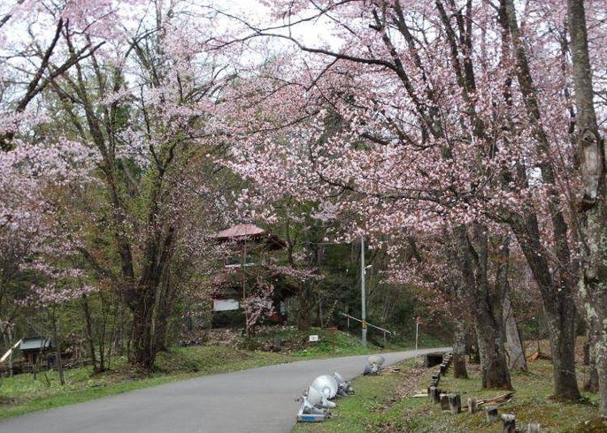 8 Best Cherry Blossom Spots In Hokkaido To Visit In 2020 Sakura