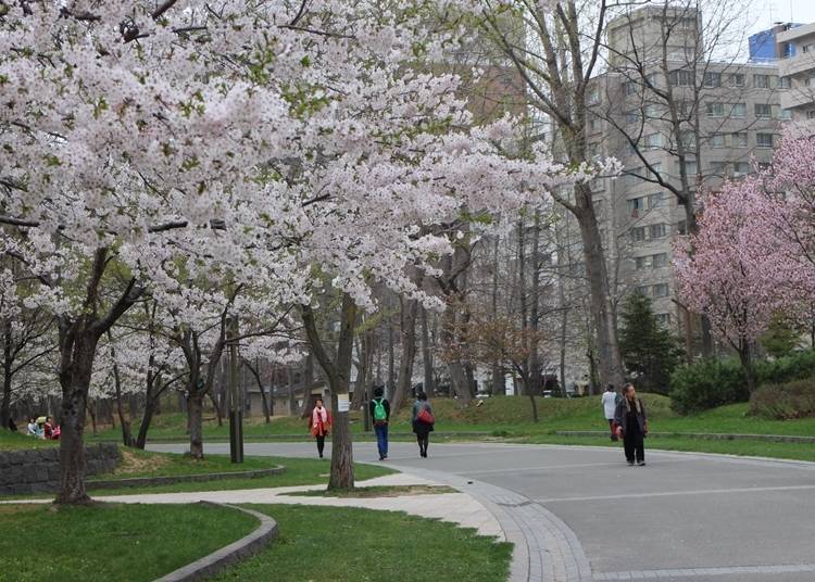 8. Nakajima Park: Where historical buildings and cherry blossoms meet