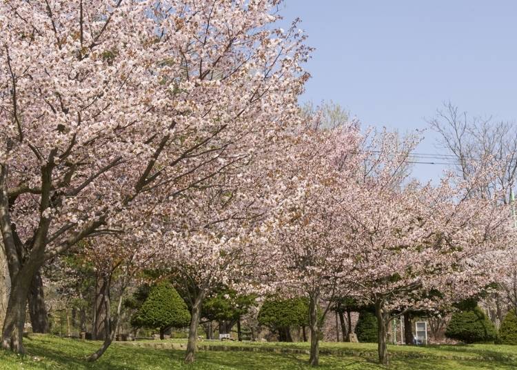 4．歴史ある桜の名所「円山公園」【道央】