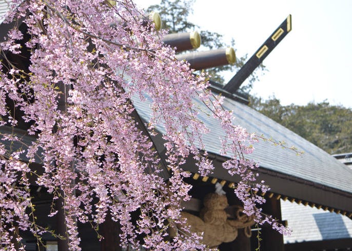 21年版 北海道の桜の名所12選 道南 道東 Live Japan 日本の旅行 観光 体験ガイド