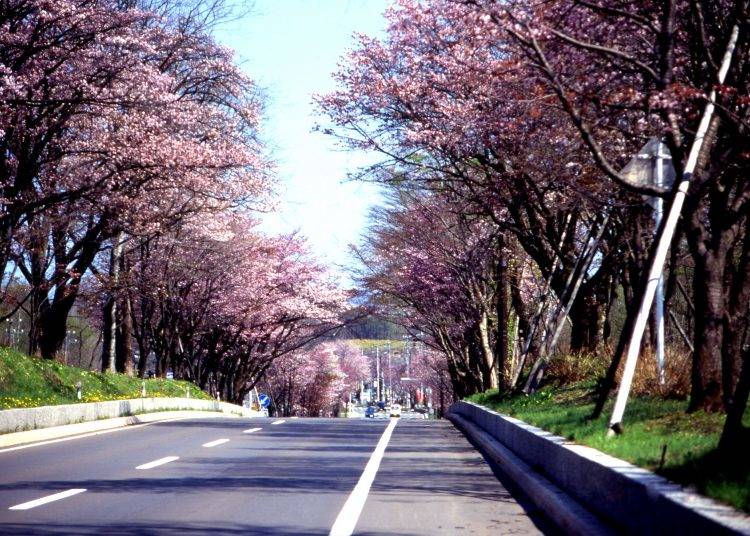 5．花のトンネルと化す「登別桜並木」【道央】