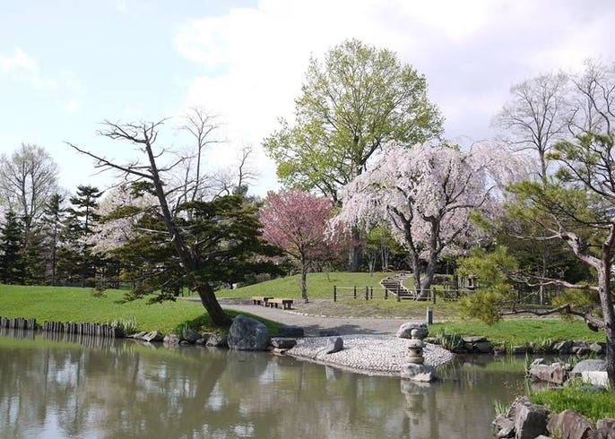 21年版 北海道の桜の名所12選 道南 道東 Live Japan 日本の旅行 観光 体験ガイド