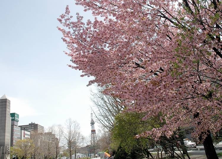 9．札幌中心部のお花見スポット「大通公園」【道央】