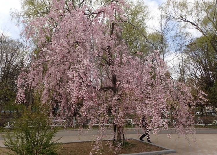10．ボートから桜を楽しめる「月寒公園」【道央】