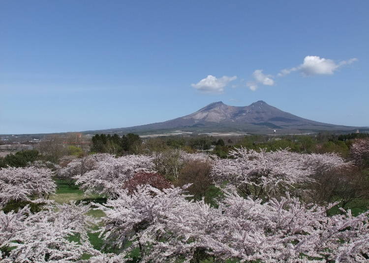3. 森町・ONIUSI公園：綻放了19種不同風采的櫻花樹【道南】