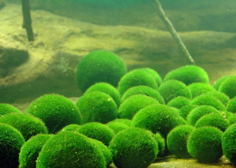 Marimo Festival first started as a conservation initiative for marimo (moss balls)